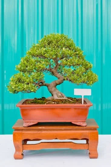Scopri quando trapiantare bonsai ginseng per garantire la sua salute