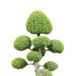 Come Prendersi Cura Di Un Bonsai Ficus Scopri come prendersi cura di un bonsai ficus: irrigazione, potatura e posizione ideale