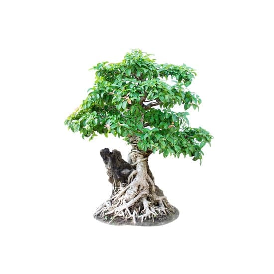 Come Recuperare Un Ginseng Bonsai 1 10 passaggi per recuperare un ginseng bonsai: consigli pratici e utili