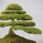 Come Fare Talea Bonsai Scopri come fare talea bonsai: segui i nostri consigli esperti per ottenere risultati eccellenti