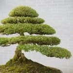 Scopri come fare talea bonsai: segui i nostri consigli esperti per ottenere risultati eccellenti