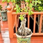 Come Scegliere Un Bonsai Dall Uliveto Scopri come scegliere un bonsai dall'uliveto con pochi semplici passaggi