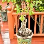 Scopri come scegliere un bonsai dall'uliveto con pochi semplici passaggi
