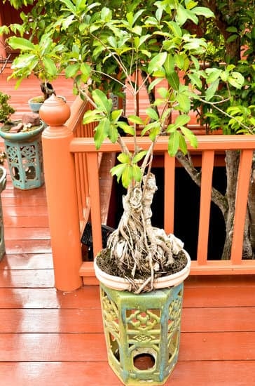 Come Scegliere Un Bonsai Dall Uliveto 1 Scopri come scegliere un bonsai dall'uliveto con pochi semplici passaggi