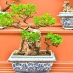 Come Curare I Bonsai Ficus Ginseng Scopri i segreti su come curare i bonsai Ficus Ginseng in modo efficace e naturale