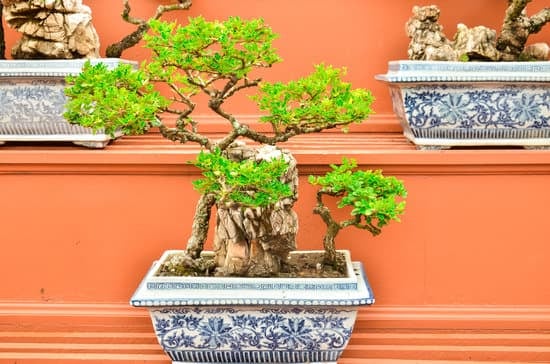 Come Curare I Bonsai Ficus Ginseng 19 Scopri i segreti su come curare i bonsai Ficus Ginseng in modo efficace e naturale