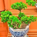 Cosa Significa Quando Il Bonsai Perde Le Foglie Scopri cosa indica quando il bonsai perde le foglie: segnale di stress o cambiamento stagionale
