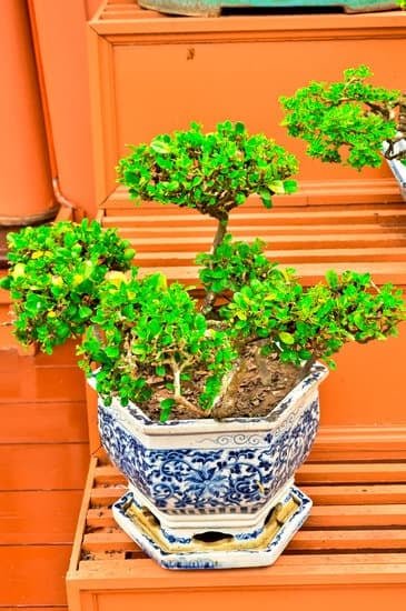 Cosa Significa Quando Il Bonsai Perde Le Foglie 1 Scopri cosa indica quando il bonsai perde le foglie: segnale di stress o cambiamento stagionale