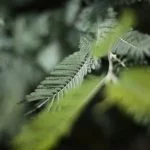 Guida dettagliata su come costruire un giardino interno con bonsai