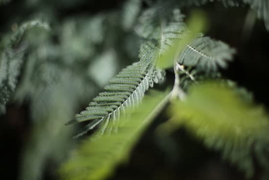 Come Costruire Un Giardino Ontano Con Bonsai 1 Guida dettagliata su come costruire un giardino interno con bonsai