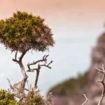 Segui passo dopo passo le istruzioni su come si fa un bonsai di melo