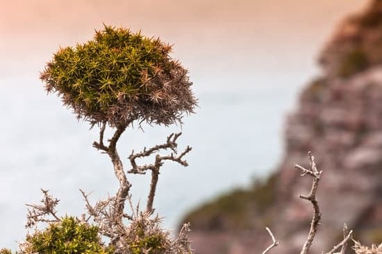 Come Si Fa Un Bonsai Di Melo 1 Segui passo dopo passo le istruzioni su come si fa un bonsai di melo