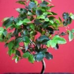 Quali Sono I Bonsai Piu Belli Scopri i bonsai più belli e suggestivi per il tuo giardino giapponese