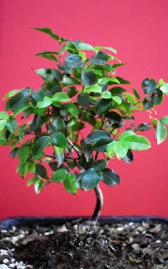 Scopri i bonsai più belli e suggestivi per il tuo giardino giapponese