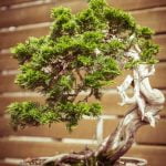 Quante Volte Bisogna Innaffiare Un Bonsai Quante volte bisogna innaffiare un bonsai Scopri il giusto ritmo di irrigazione