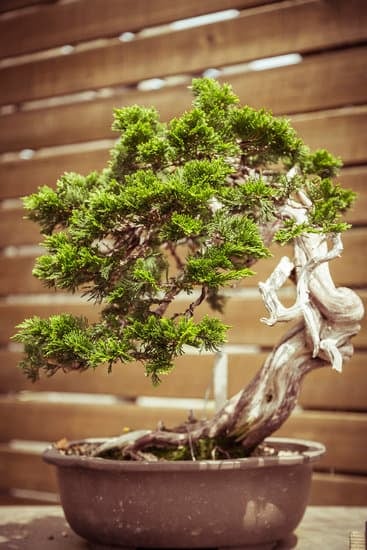 Quante Volte Bisogna Innaffiare Un Bonsai 1 Quante volte bisogna innaffiare un bonsai Scopri il giusto ritmo di irrigazione