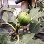 Come Fare Un Bonsai Di Bouganville Guida passo-passo su come fare un bonsai di bouganville: segui i consigli di esperti per un risultato perfetto