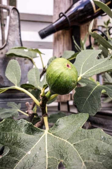 Come Fare Un Bonsai Di Bouganville 1 Guida passo-passo su come fare un bonsai di bouganville: segui i consigli di esperti per un risultato perfetto