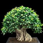 Come Coltivare Melograno Bonsai Scopri i segreti su come coltivare melograno bonsai con successo