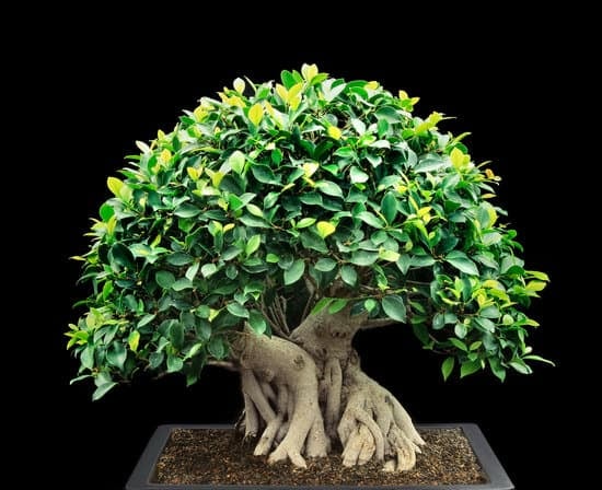 Scopri i segreti su come coltivare melograno bonsai con successo