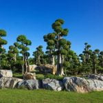 Scopri come raccogliere un bonsai in natura con questi consigli esperti