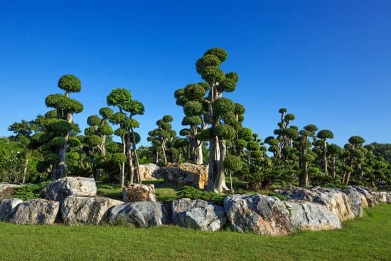 Come Raccogliere Un Bonsai in Natura 1 Scopri come raccogliere un bonsai in natura con questi consigli esperti