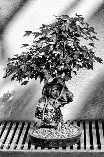 Come Si Mantiene Piccolo Un Bonsai 1 Scopri i segreti per mantenere piccolo un bonsai con semplici accorgimenti