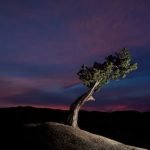 Quando Asportare Le Gemme Nel Bonsai Scopri quando asportare le gemme nel bonsai per favorirne la crescita e la salute