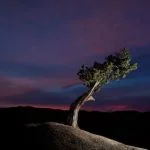 Quando Asportare Le Gemme Nel Bonsai Scopri quando asportare le gemme nel bonsai per favorirne la crescita e la salute