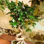 Segui i passaggi per curare un bonsai di olmo con attenzione