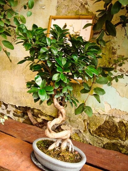 Segui i passaggi per curare un bonsai di olmo con attenzione