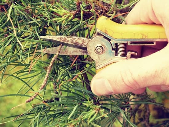 Come Fre Un Bonsai 1 Come curare e potare un bonsai per mantenerlo sano e robusto