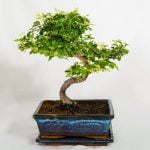 Come Prendersi Cura Di Un Bonsai Di Ulivo Come prendersi cura di un bonsai di ulivo: Luce solare, annaffiare moderato, potatura regolare