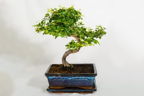 Come Prendersi Cura Di Un Bonsai Di Ulivo 1 Come prendersi cura di un bonsai di ulivo: Luce solare, annaffiare moderato, potatura regolare