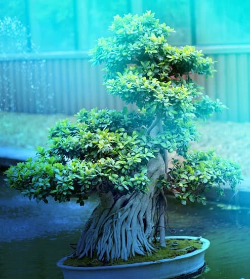 Cosa Serve Per Formare Un Bonsai 5 Cosa Serve Per Formare un Bonsai: Strumenti, Terra e Curiosità