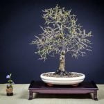 Come Realizzare Bonsai Di Mirto Guida pratica su come realizzare bonsai di mirto per principianti e esperti