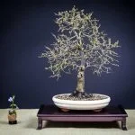 Guida pratica su come realizzare bonsai di mirto per principianti e esperti