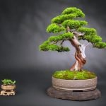Come realizzare dei bellissimi bonsai per bomboniere fai-da-te, chi ha fatto i bonsai