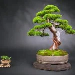 Chi Ha Fatto.I.Bonsai Come Bomboniere Come realizzare dei bellissimi bonsai per bomboniere fai-da-te, chi ha fatto i bonsai