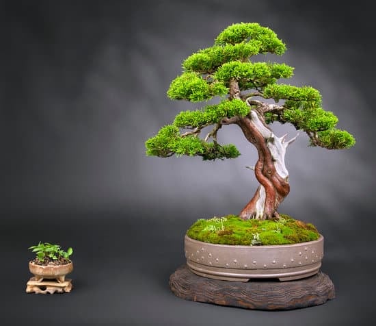 Chi Ha Fatto.I.Bonsai Come Bomboniere 1 Come realizzare dei bellissimi bonsai per bomboniere fai-da-te, chi ha fatto i bonsai