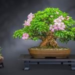 Quali Sono I Bonsai Che Di Inverno Perdono Le Foglie I bonsai di pino e quercia perdono le foglie in inverno