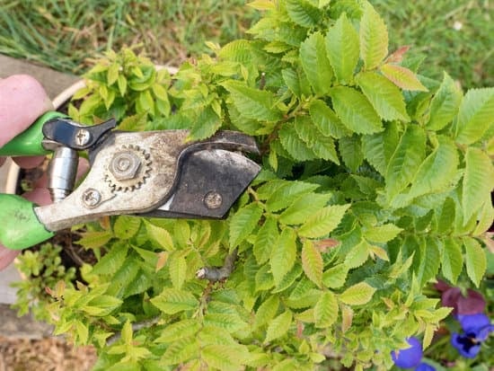 Come Bagnare Bene Il Bonsai 1 Segui i consigli degli esperti per imparare come bagnare bene il bonsai