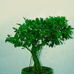 Segui le regole base per curare un bonsai ligustro: potatura, annaffiature e esposizione al sole
