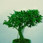 Come Curare Un Bonsai Ligustro Segui le regole base per curare un bonsai ligustro: potatura, annaffiature e esposizione al sole