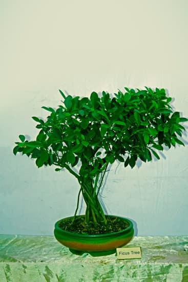 Come Curare Un Bonsai Ligustro 1 Segui le regole base per curare un bonsai ligustro: potatura, annaffiature e esposizione al sole