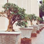 Come Creare Bonsai Artificiali Scopri come creare bonsai artificiali con semplici tecniche e materiali reperibili facilmente