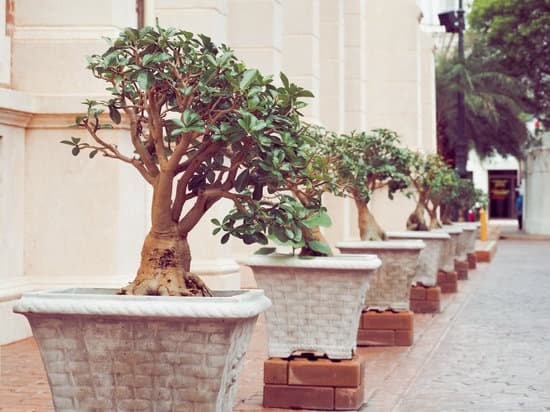 Scopri come creare bonsai artificiali con semplici tecniche e materiali reperibili facilmente