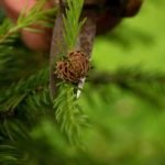 Come Curare Bonsai Interno Scopri come curare bonsai interni per una crescita sana e rigogliosa