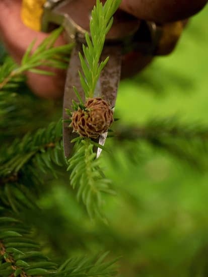Come Curare Bonsai Interno 1 Scopri come curare bonsai interni per una crescita sana e rigogliosa