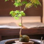Come Far Crescere Un Rame Bonsai Scopri come far crescere un rame bonsai con questi consigli pratici e efficaci